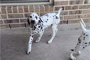 Alex - puppy for sale