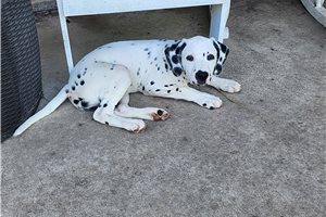 Arrow - puppy for sale