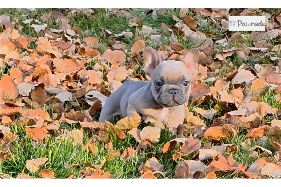 Lane - French Bulldog for sale