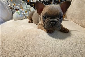Lane - French Bulldog for sale