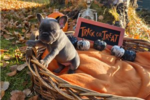 Lacey - French Bulldog for sale
