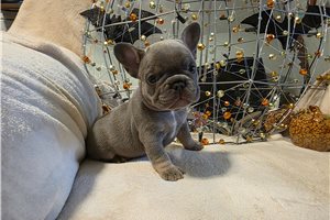 Lady - French Bulldog for sale