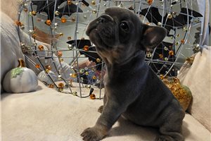 Lacey - French Bulldog for sale