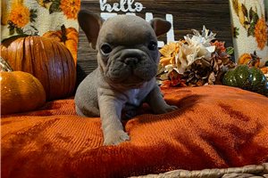 Lane, a French Bulldog puppy