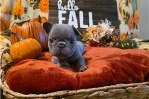 Lance - French Bulldog for sale