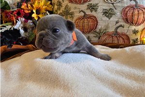 Lance - French Bulldog for sale