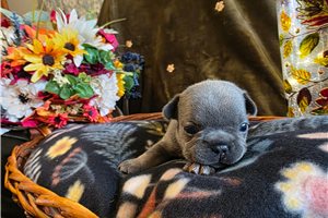 Lacey - French Bulldog for sale