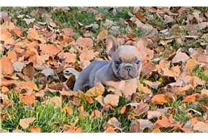 Lane, a French Bulldog puppy