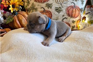 Lane - French Bulldog for sale