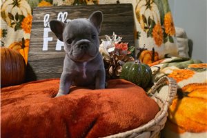 Lady - French Bulldog for sale