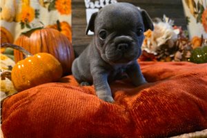 Lacey - French Bulldog for sale