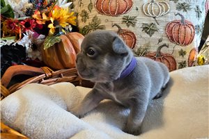 Lady - French Bulldog for sale