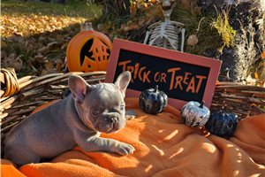Lady - French Bulldog for sale
