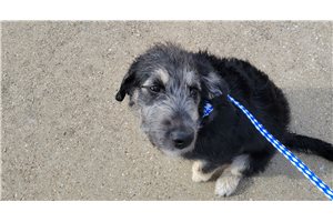 Bruin - puppy for sale