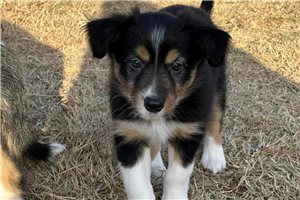 Madison - Border Collie for sale