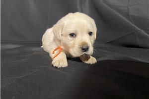 Nolan - Labrador Retriever for sale