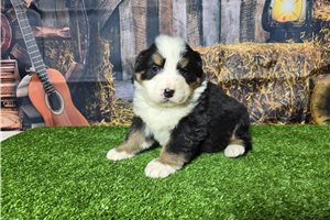 Sedona - Bernese Mountain Dog for sale