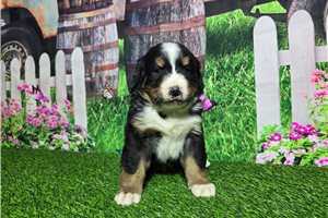 Scout - Bernese Mountain Dog for sale