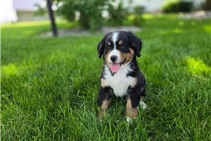 Scout - Bernese Mountain Dog for sale