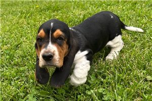 Turner | Puppies For Sale at Pawrade