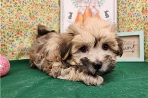 Lawyer - Havanese for sale