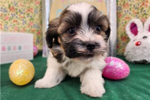 Tristan - puppy for sale