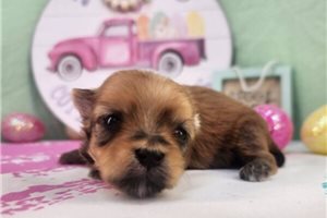 Figaro - puppy for sale