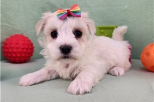 Lauren - puppy for sale