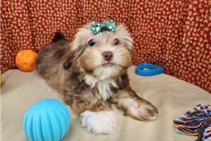Erica - puppy for sale