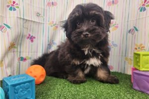 Elijah - puppy for sale