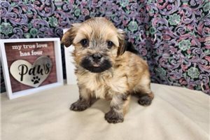 Melina - puppy for sale
