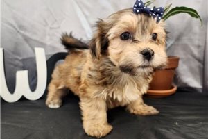 Robyn - Havanese for sale