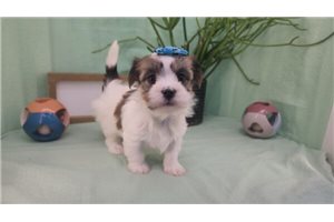 Creampuff - puppy for sale
