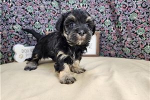 Mitch - Havanese for sale