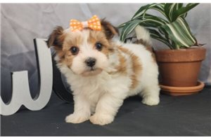 Halsey - puppy for sale