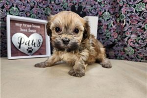Mellow - puppy for sale