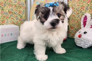Lexi - puppy for sale