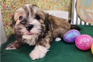Theo - Havanese for sale