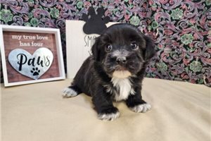 Mercy - puppy for sale