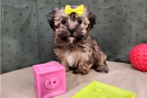 Cleopatra - puppy for sale