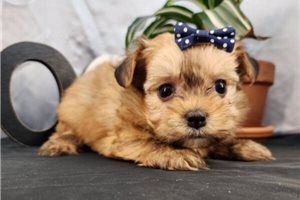 Harlow - puppy for sale
