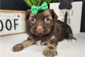 Enola - puppy for sale
