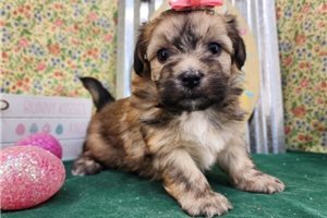 Wisteria - puppy for sale