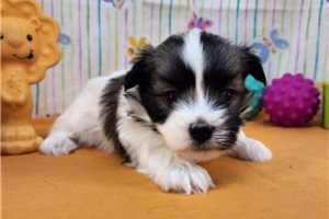 Linus - puppy for sale