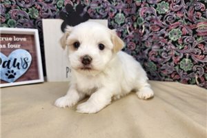 Montaro - puppy for sale