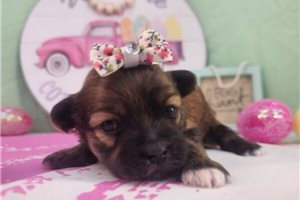 Fern - puppy for sale