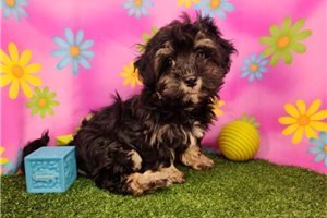 Mitch - Havanese for sale