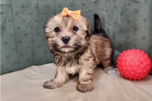 Connie - Havanese for sale