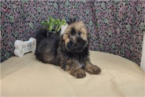 Hammond - puppy for sale