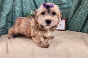 Robyn - Havanese for sale